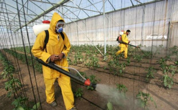 Елемес Сабыров: Мақтаның зиянкестерін химиялық тәсілмен жоюды тоқтатпасақ, өлім-жітім тоқтамайды